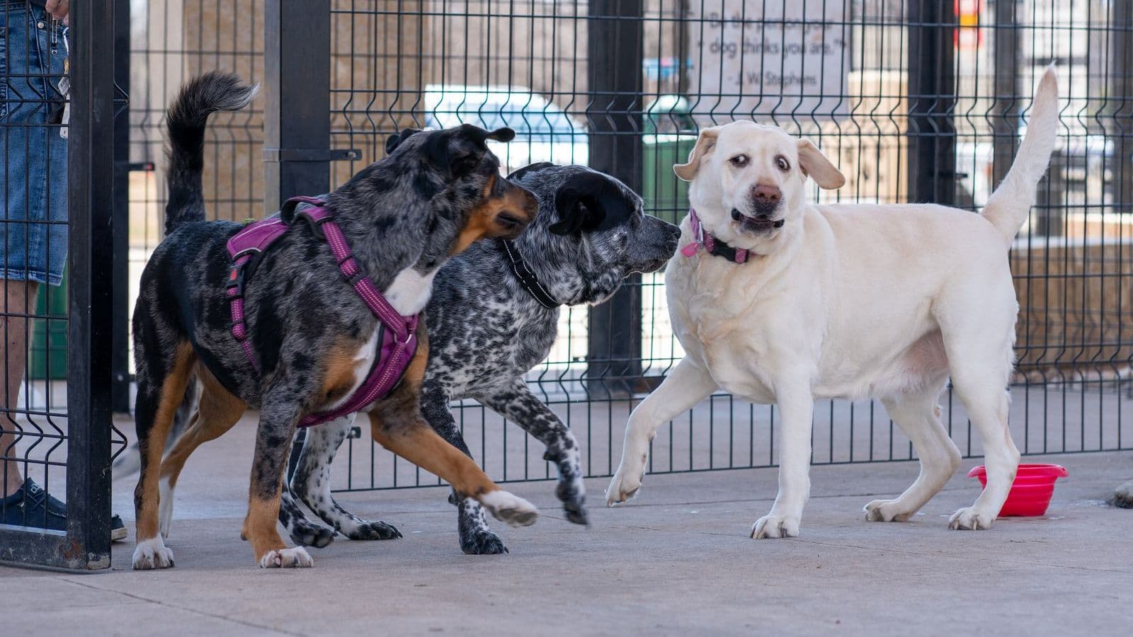 Dogs playing together in a fenced dog park