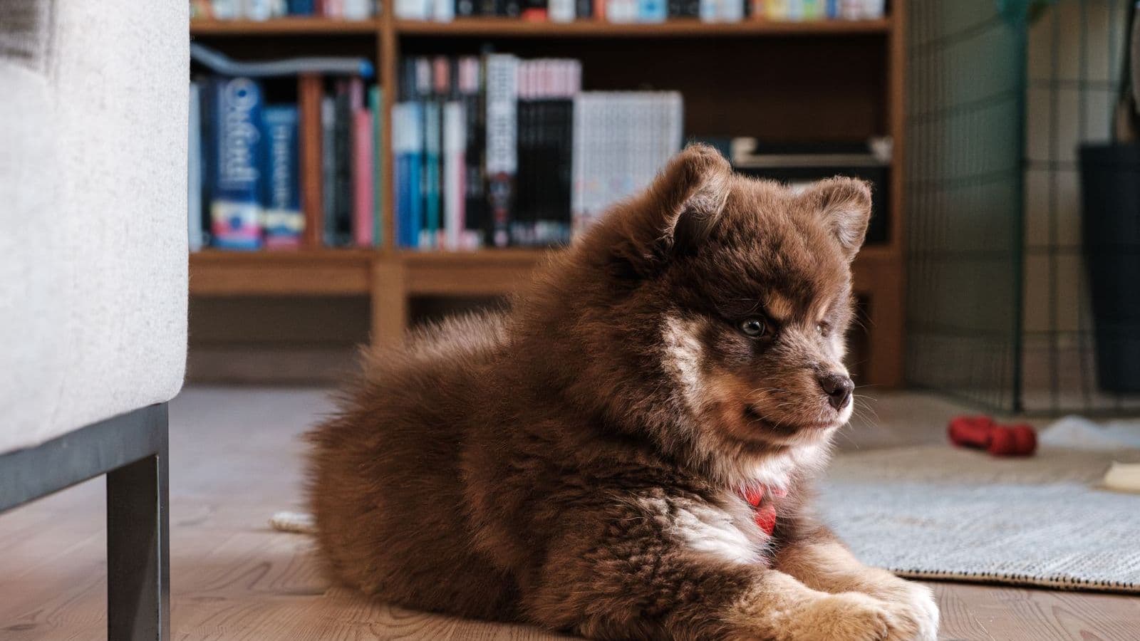 A puppy lying on the floor of a living room