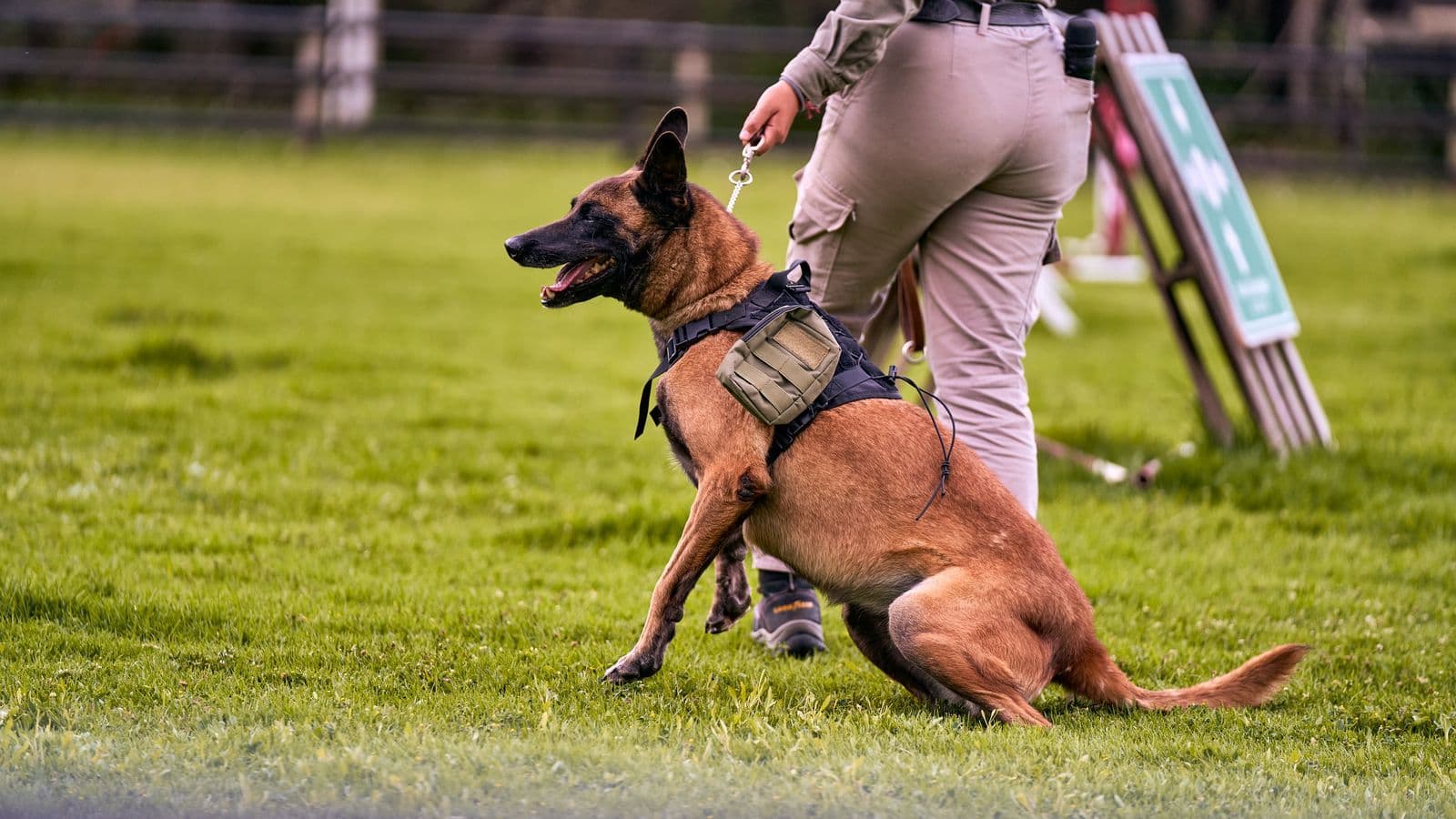 A trainer working with a dog on a lawn