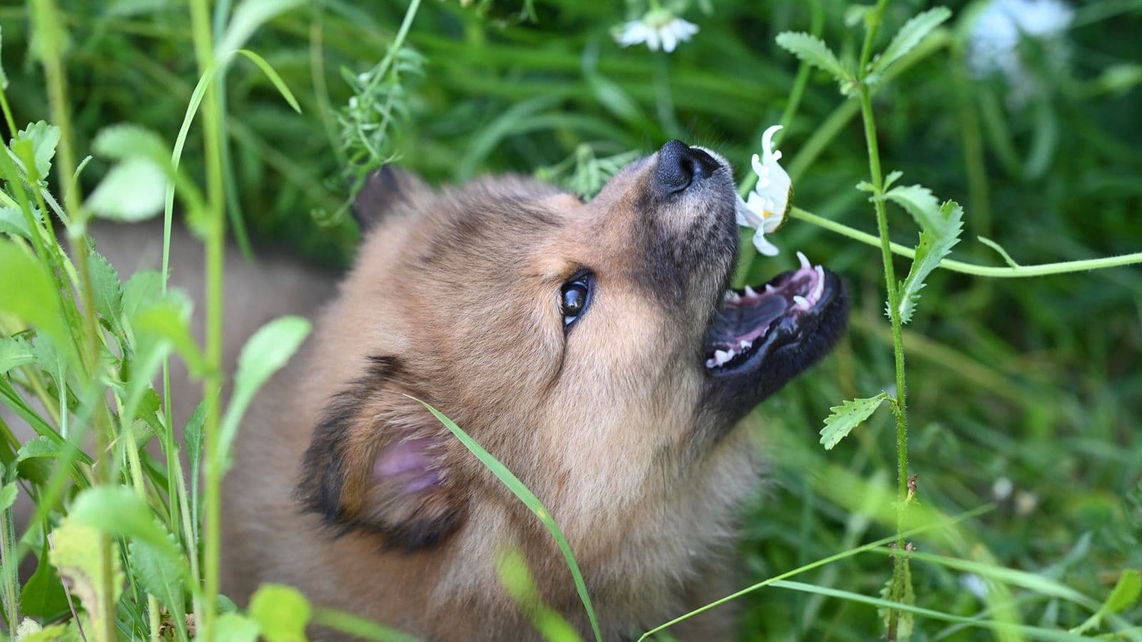 A puppy in a garden among wildflowers