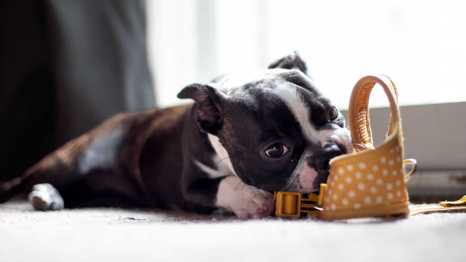 A Boston terrier chewing a small basket