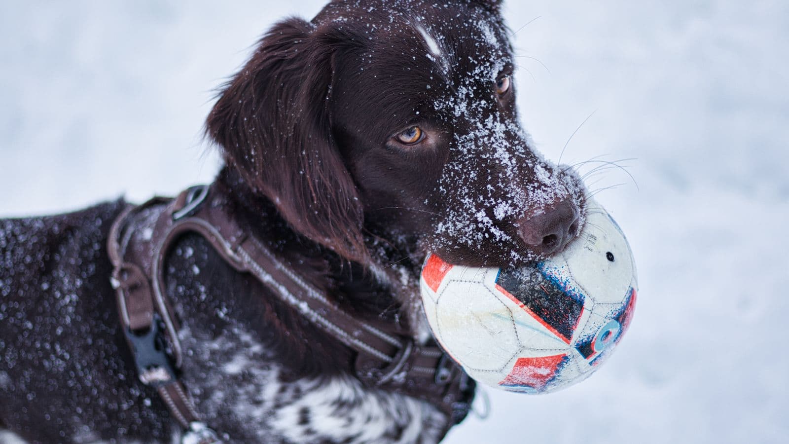 A dog carrying a ball in the snow