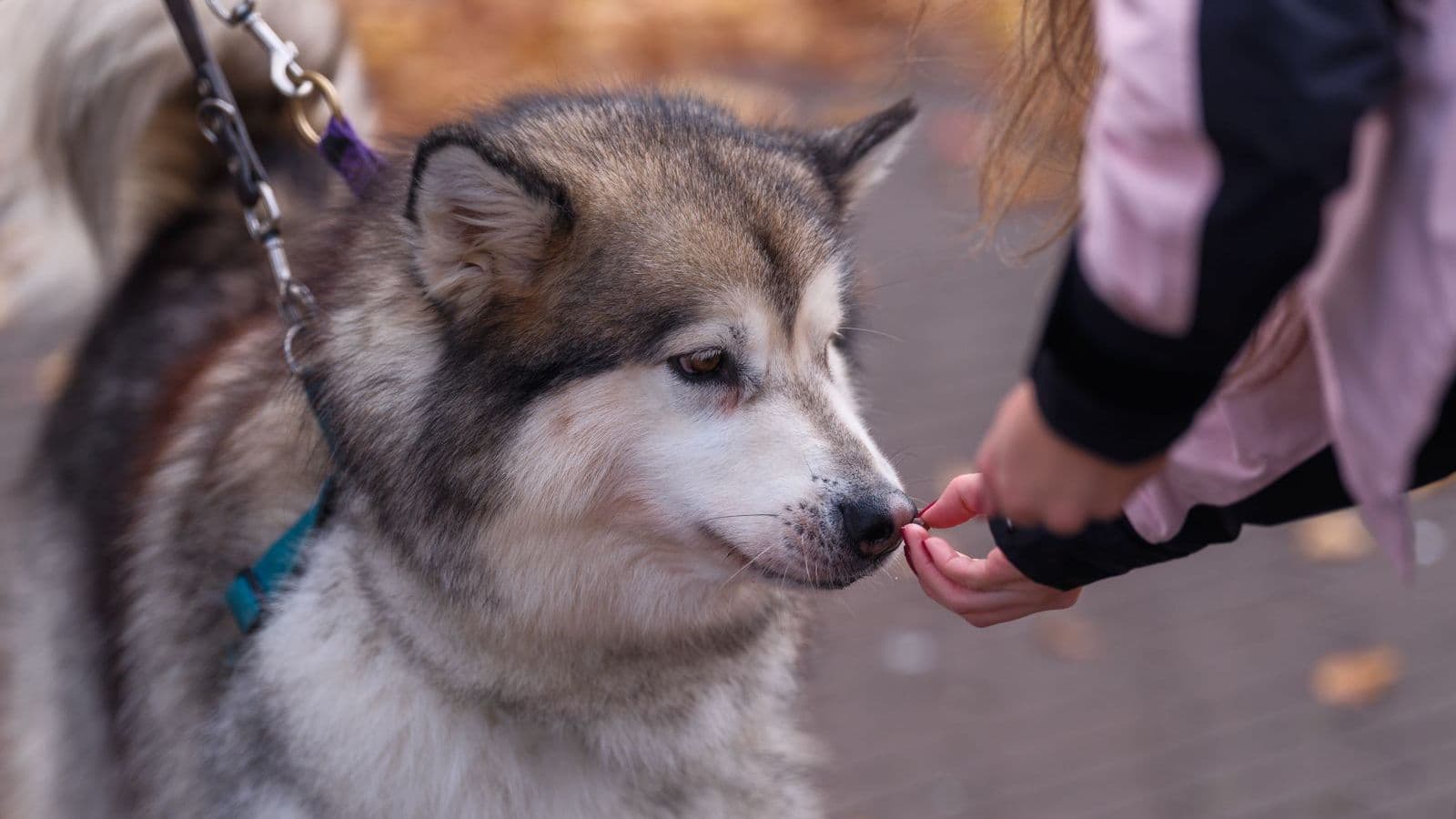 A husky sniffing a treat held by a person
