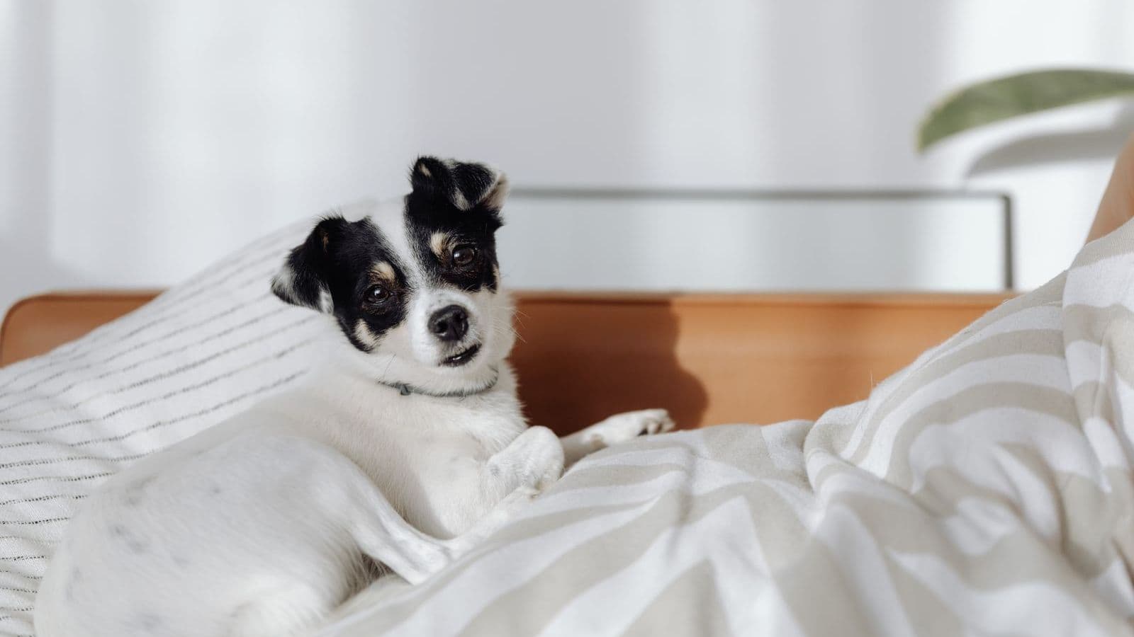 A dog lying on a bed