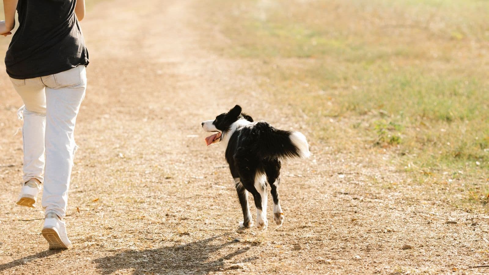 A border collie running along a path toward a person