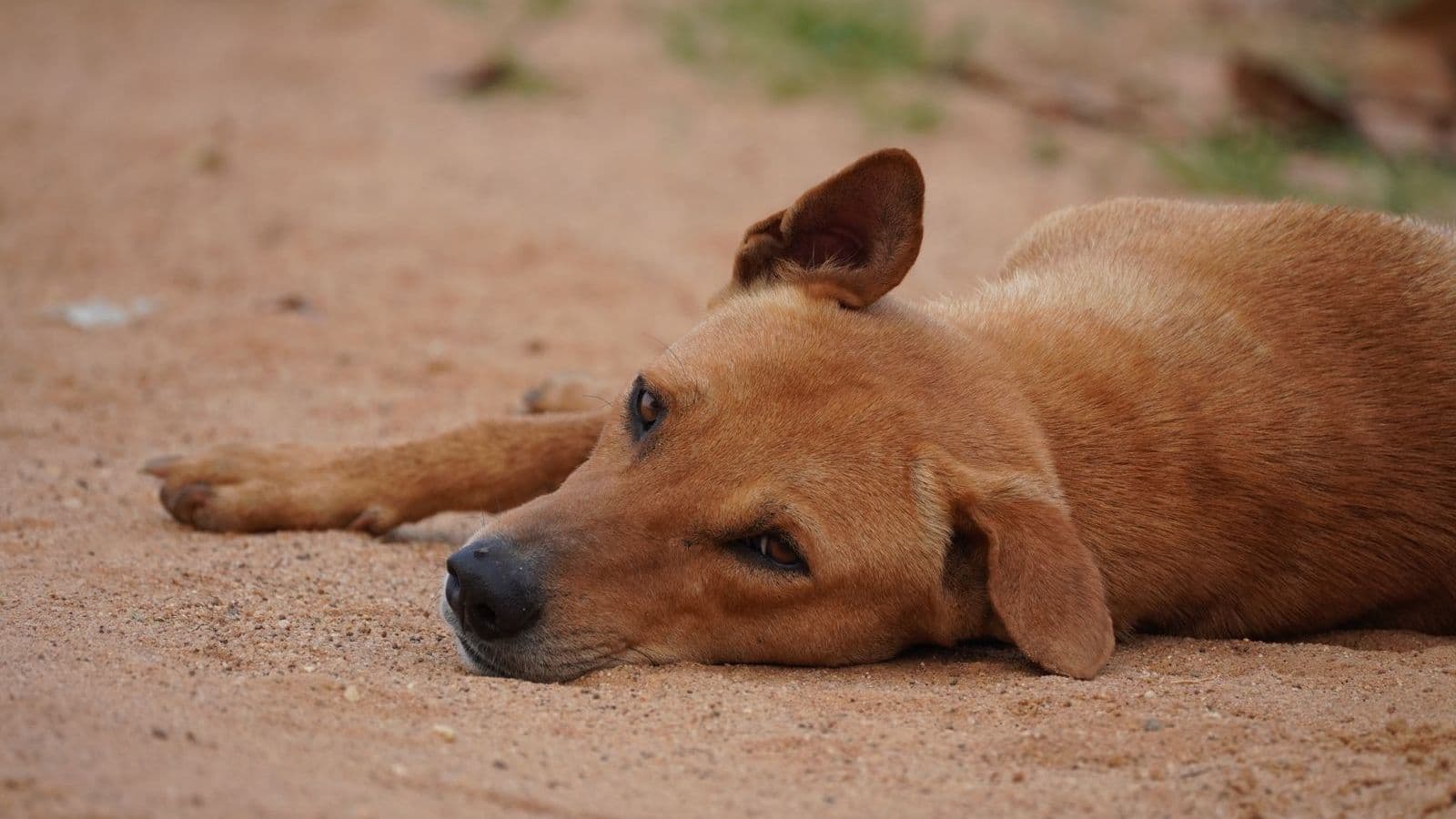 A dog lying down on the ground