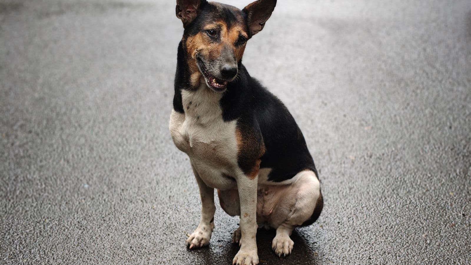 A dog sitting on a pavement