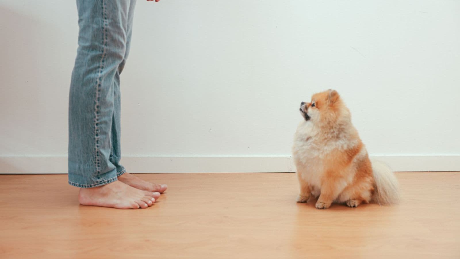 A small dog sitting still in front of its owner