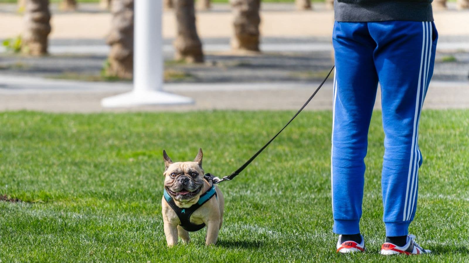 A small dog walking on a loose leash beside its owner