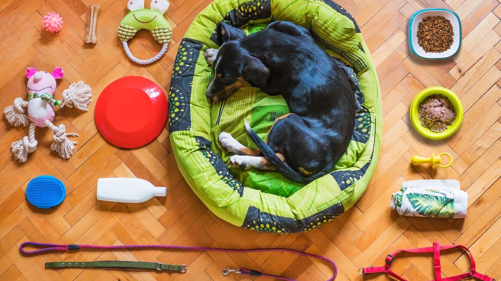 Dog supplies laid out around a dog bed