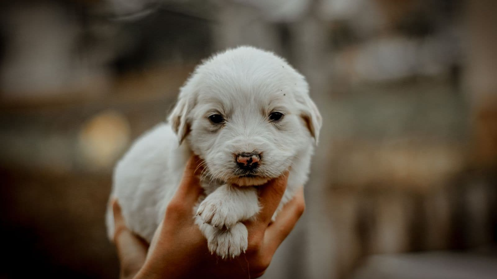 A white puppy held in a person's hands