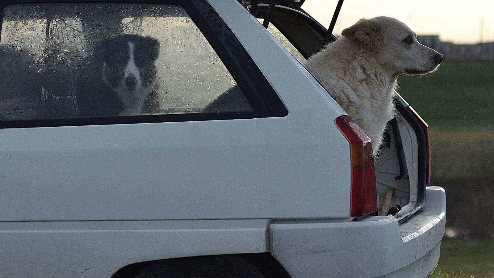 Dogs in the back of a hatchback car