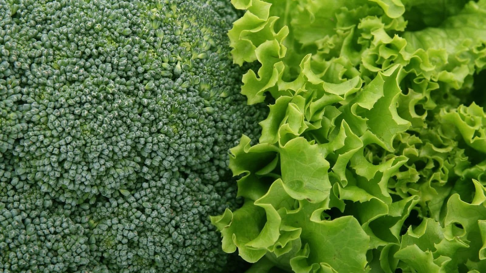 Fresh broccoli - Can Dogs Eat Broccoli? Small Florets Only