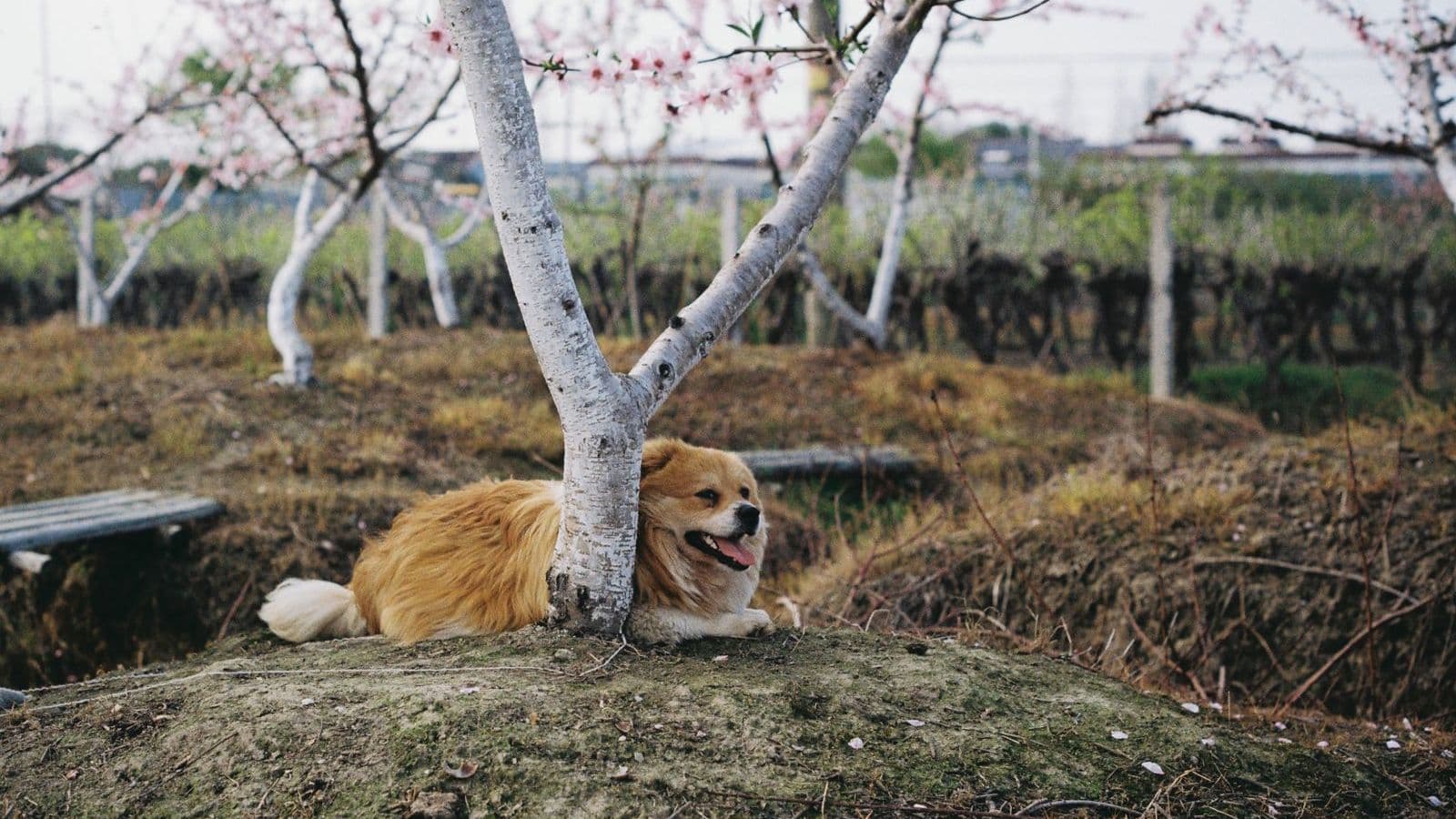 A dog resting under a cherry tree - Can Dogs Eat Cherries? Pits and Stems Are the Problem