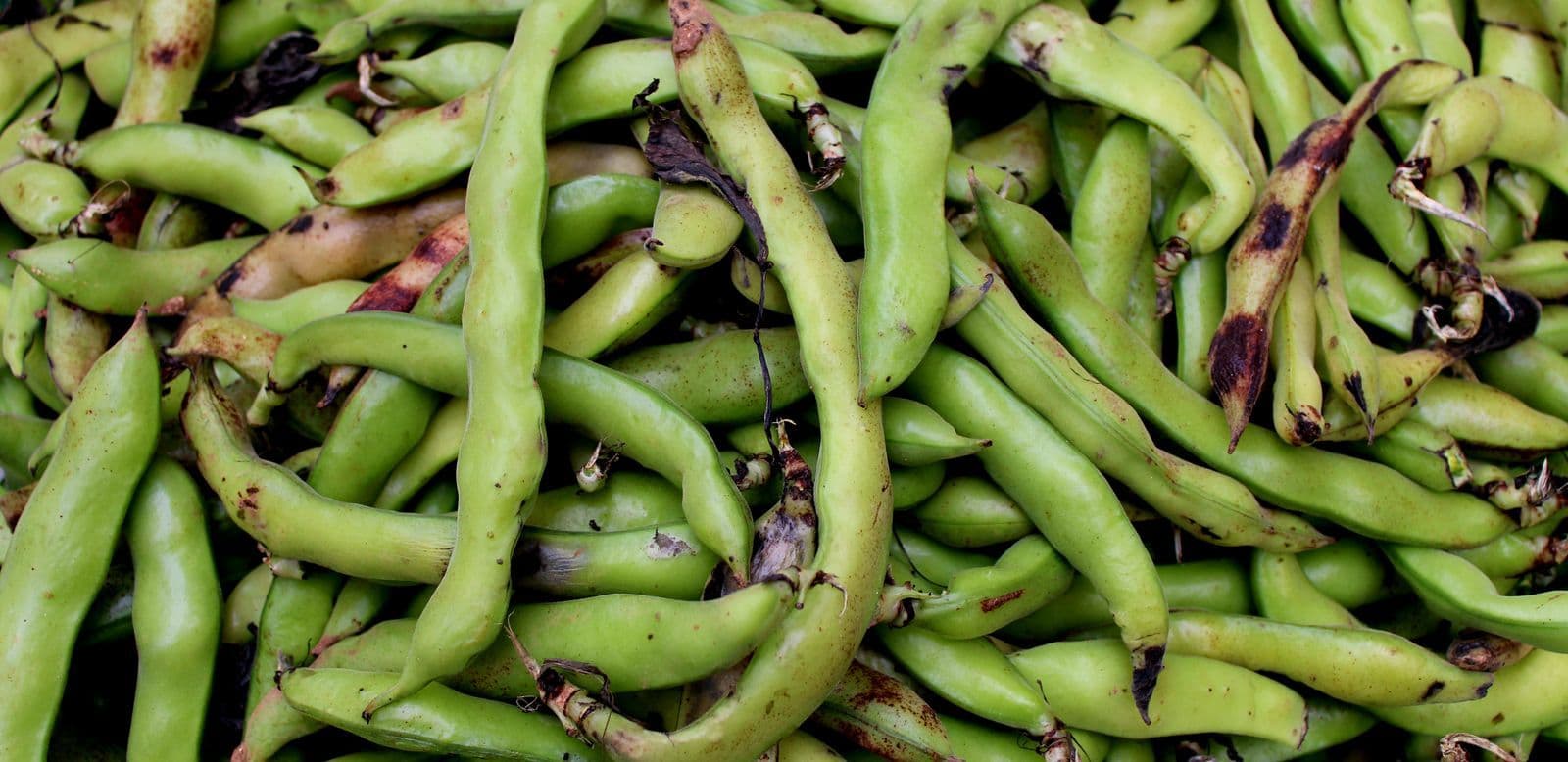 Fresh green beans - Can Dogs Eat Green Beans? Plain Is Best