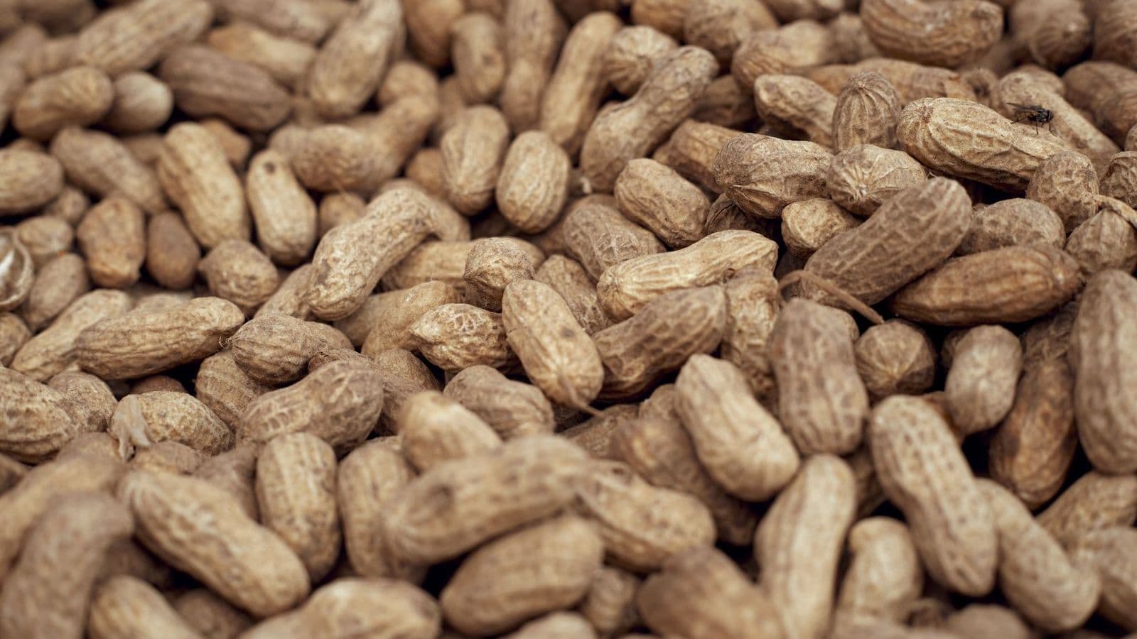 A pile of peanuts - Can Dogs Eat Peanuts? Plain and Unsalted Only