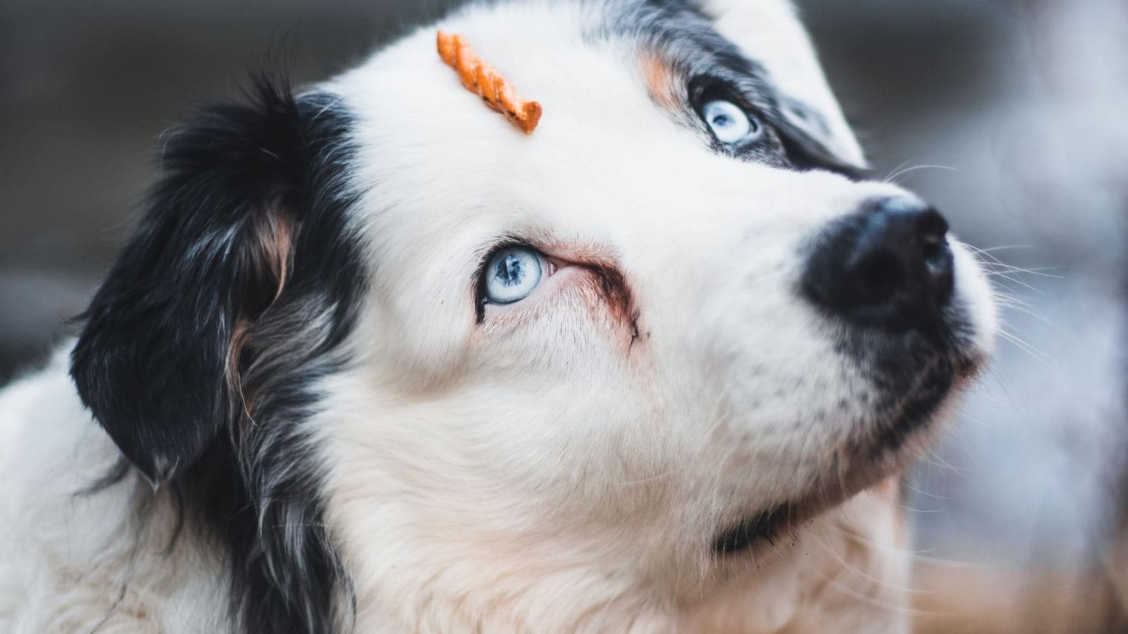 An Australian shepherd looking up with a treat on its nose - Clicker Training: Why It Works and How to Start