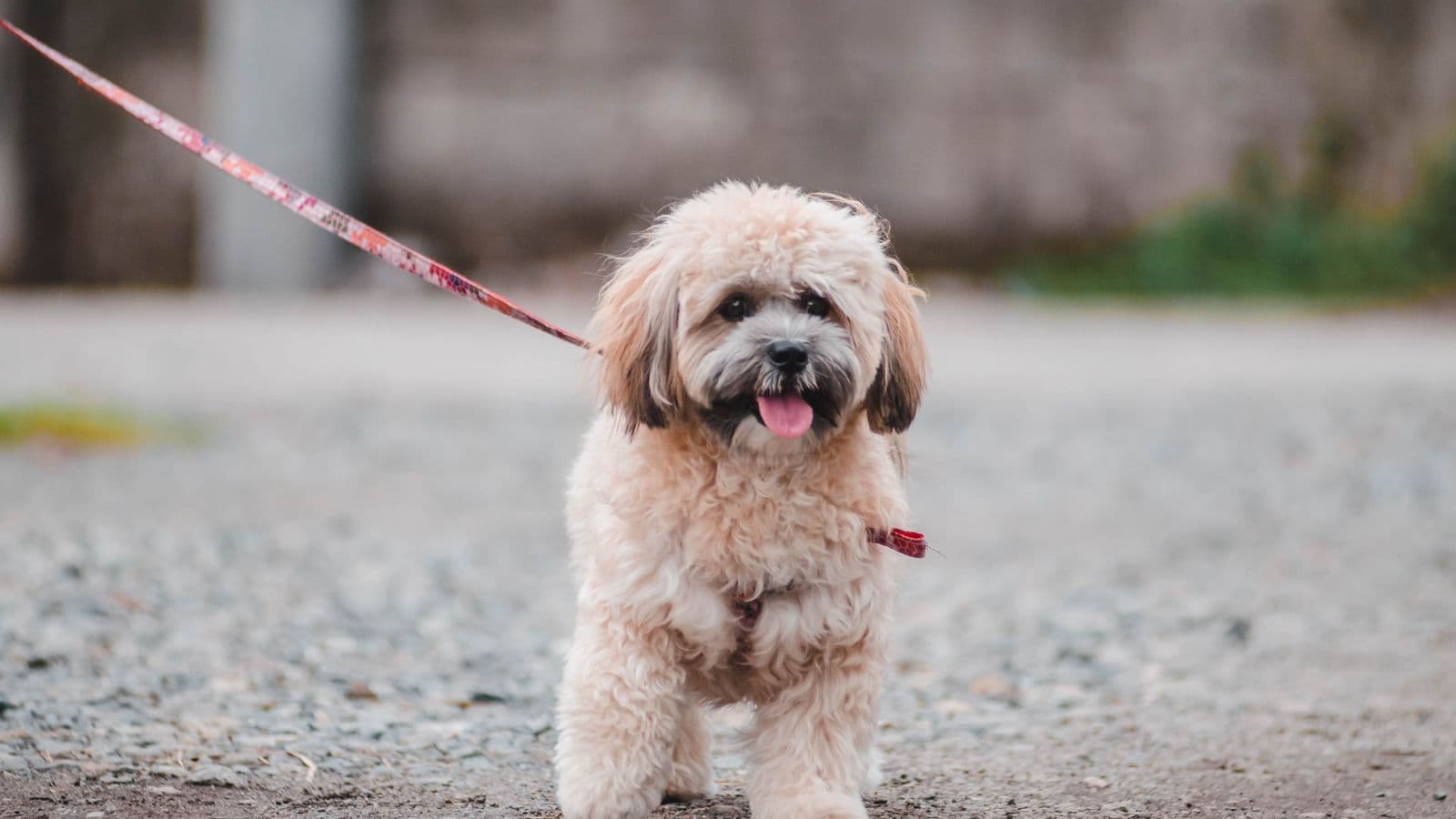 A small fluffy dog standing calmly on a leash - Counter-Conditioning and Desensitization Explained