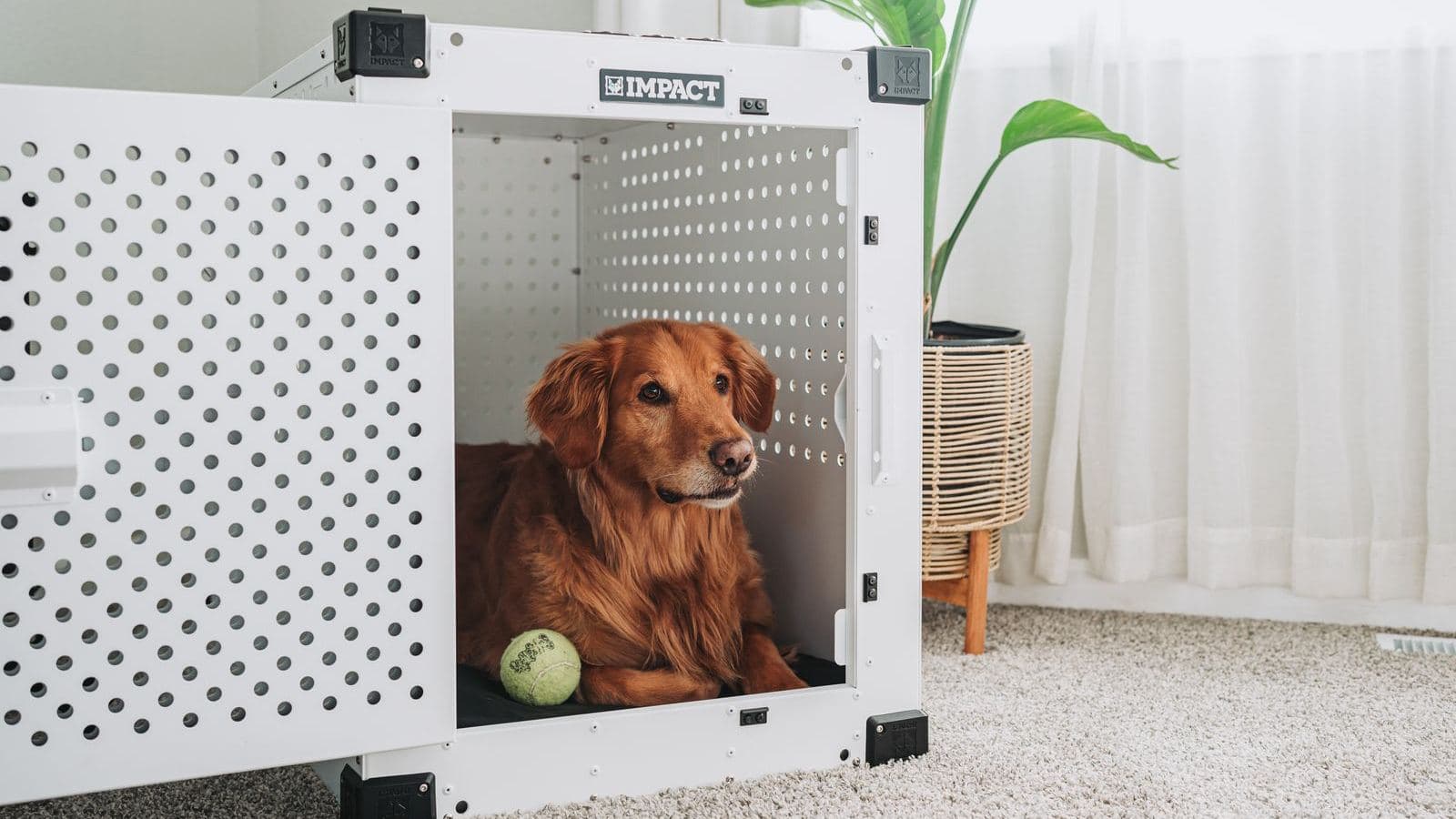 A golden retriever resting comfortably inside an open crate - Crate Training Mistakes to Avoid