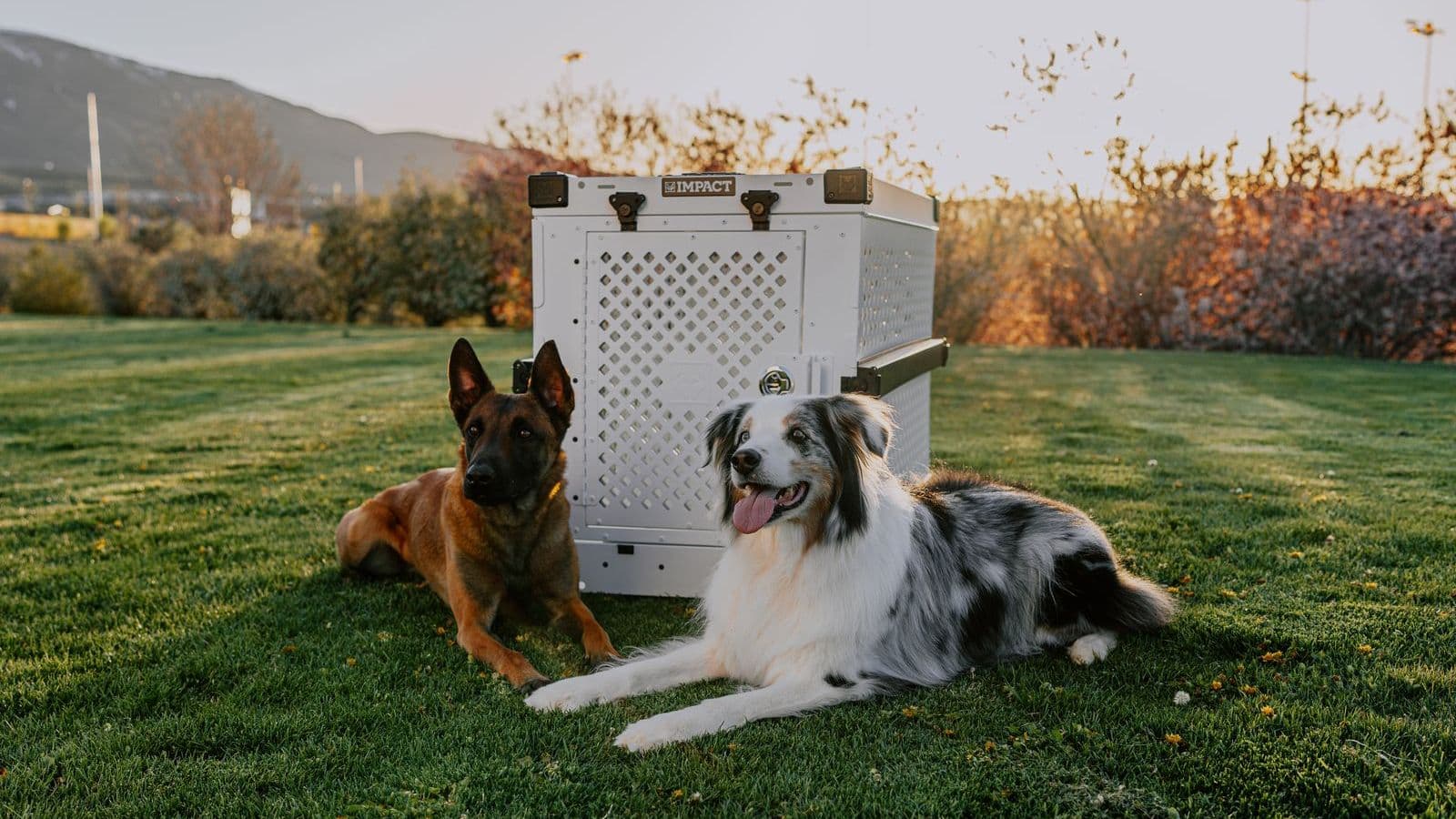 Two dogs resting on grass next to an open crate - Crate Training: Why It Works and How to Do It Right