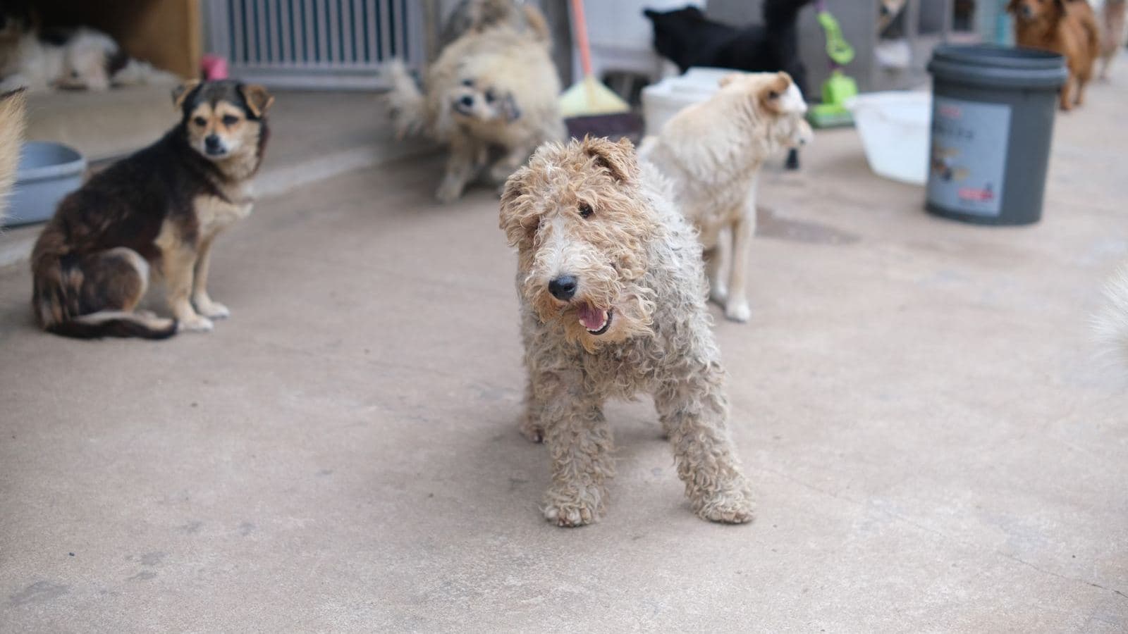 Several small dogs of different breeds sitting together on a pavement - Dog Breed Groups Explained: Sporting, Working & More