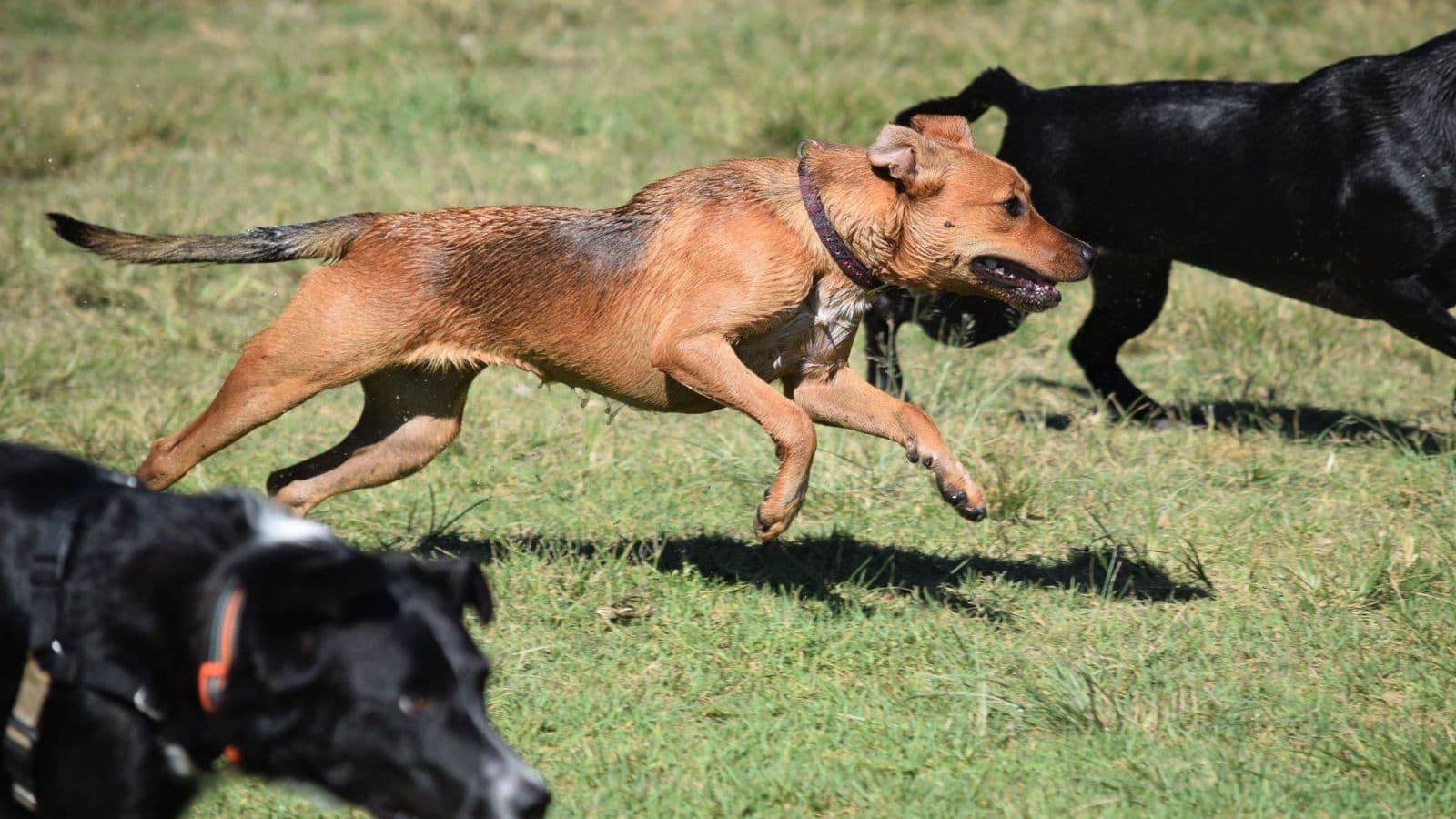 Dogs running and playing on grass - How Much Exercise Does Your Dog Really Need?