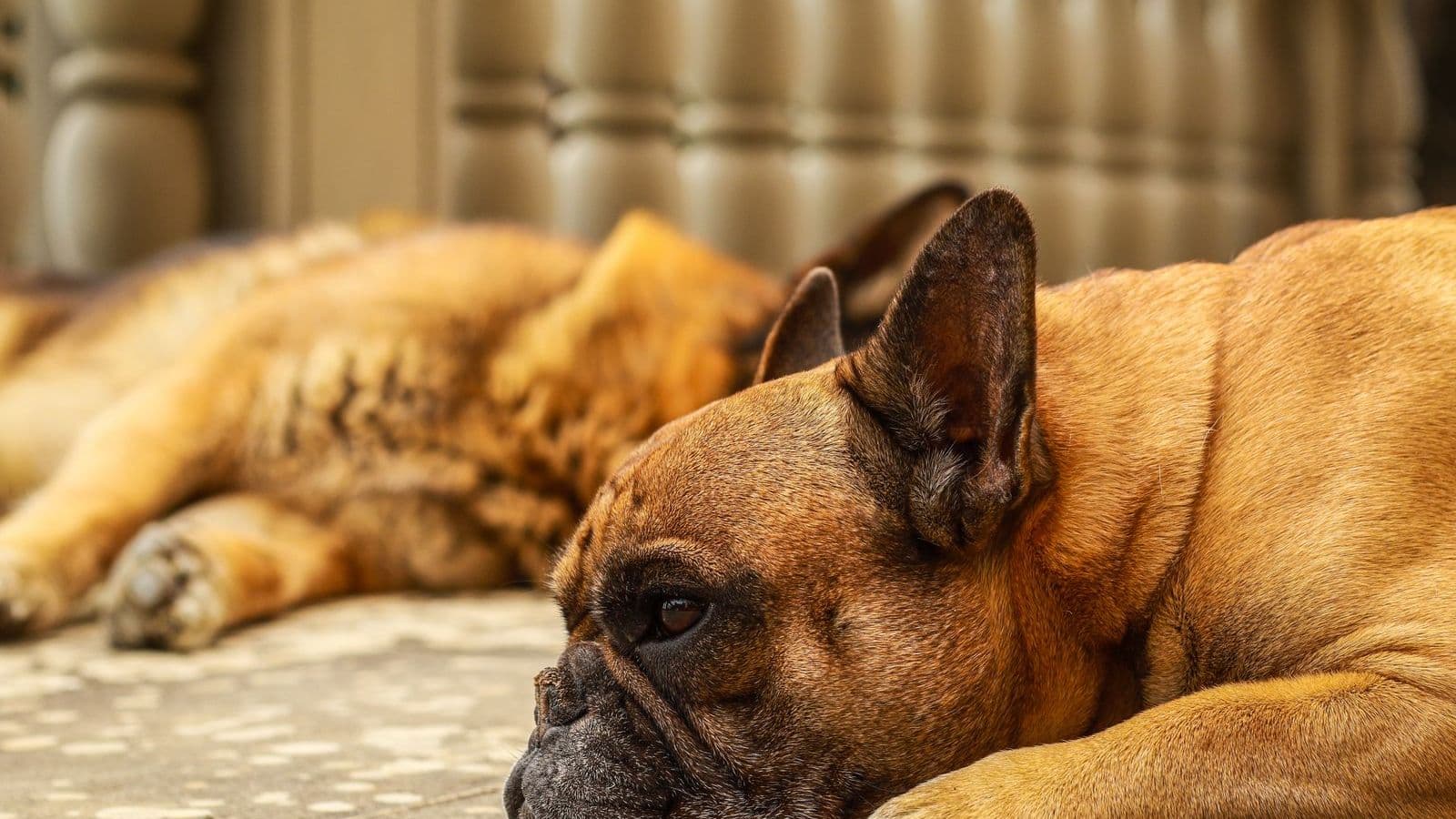 A French bulldog lying down looking tired - Dog Training Regression: Why Your Dog Forgot Everything