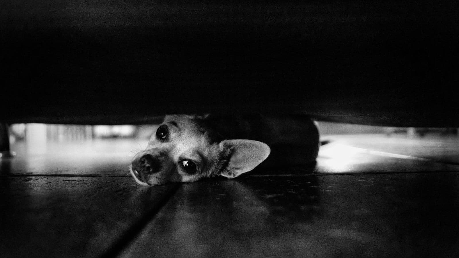 A nervous small dog peeking out from under a door - Dog Training Tips for Fireworks and Fourth of July