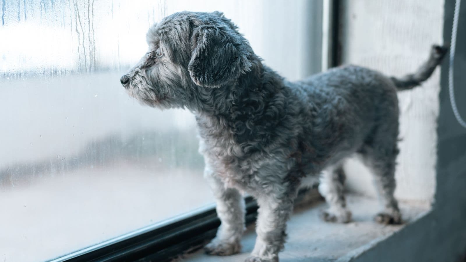 A small grey dog standing on a window sill looking out - Helping a Dog Adjust When Kids Go Back to School
