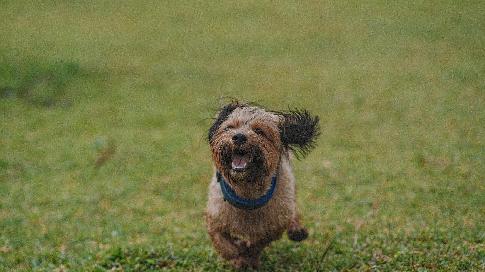 A happy small dog running across a lawn - How to Build a Reliable Recall (Come When Called)