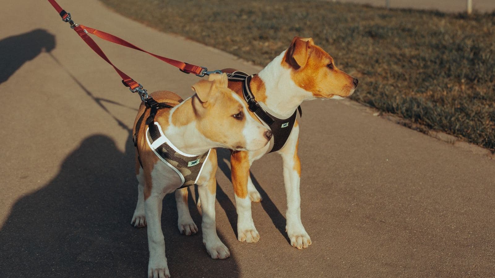 Two dogs on leashes standing side by side on a path - How to Introduce a New Dog to Your Resident Dog