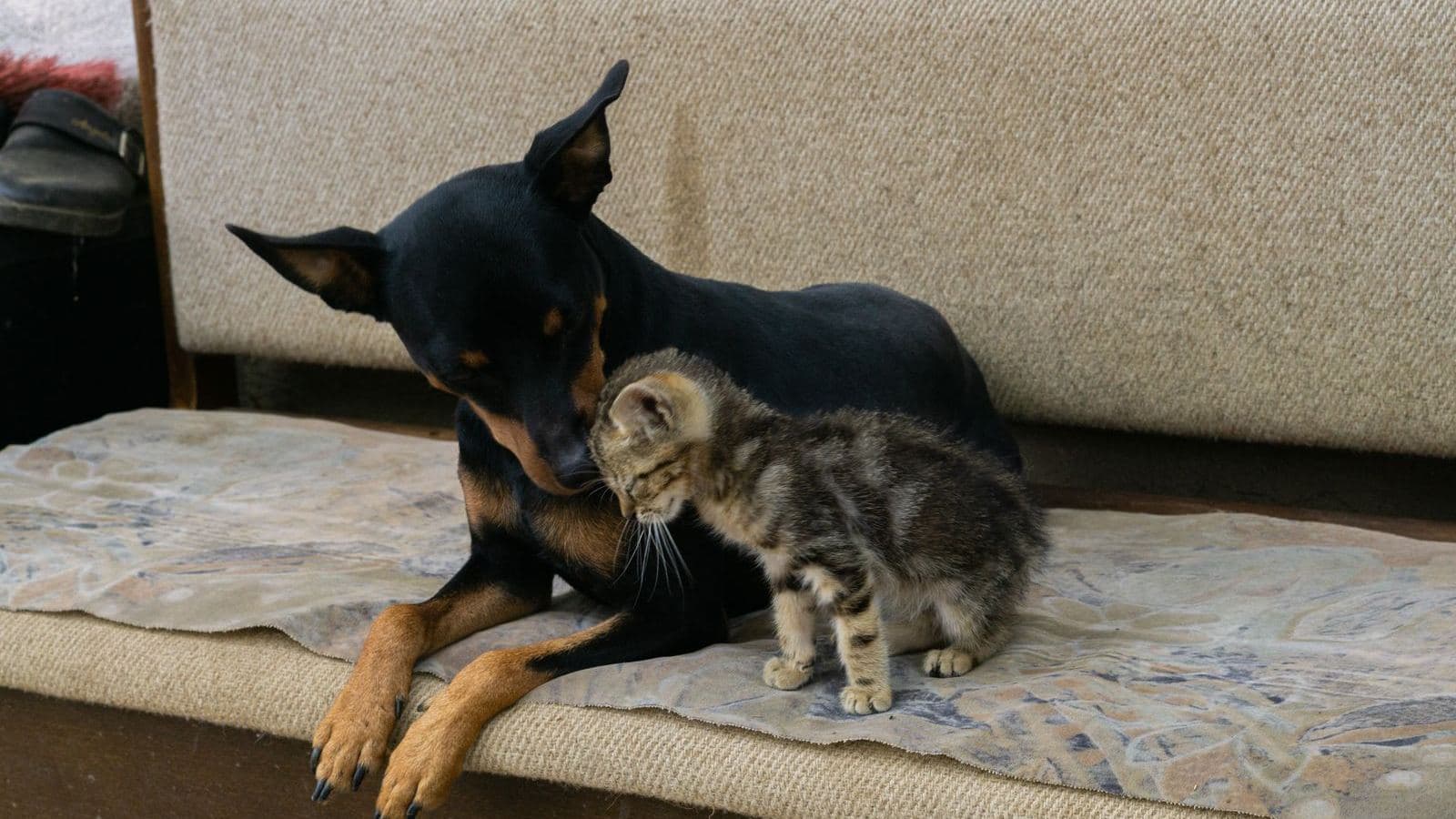 A small dog lying next to a tabby kitten on a sofa - How to Introduce a Puppy to a Cat (Step by Step)