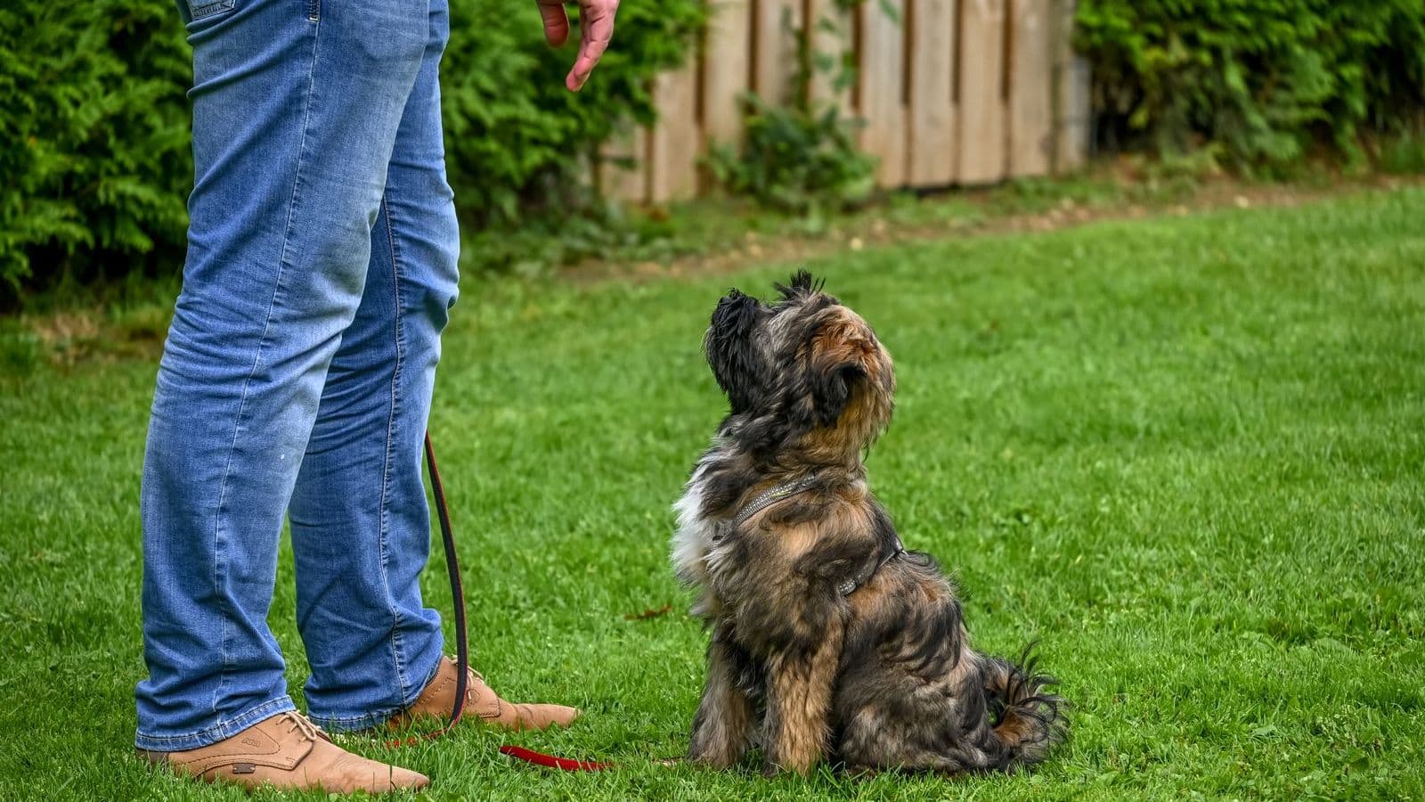 A small terrier sitting attentively on a lawn next to its owner - How to Proof a Dog Training Cue in Any Environment