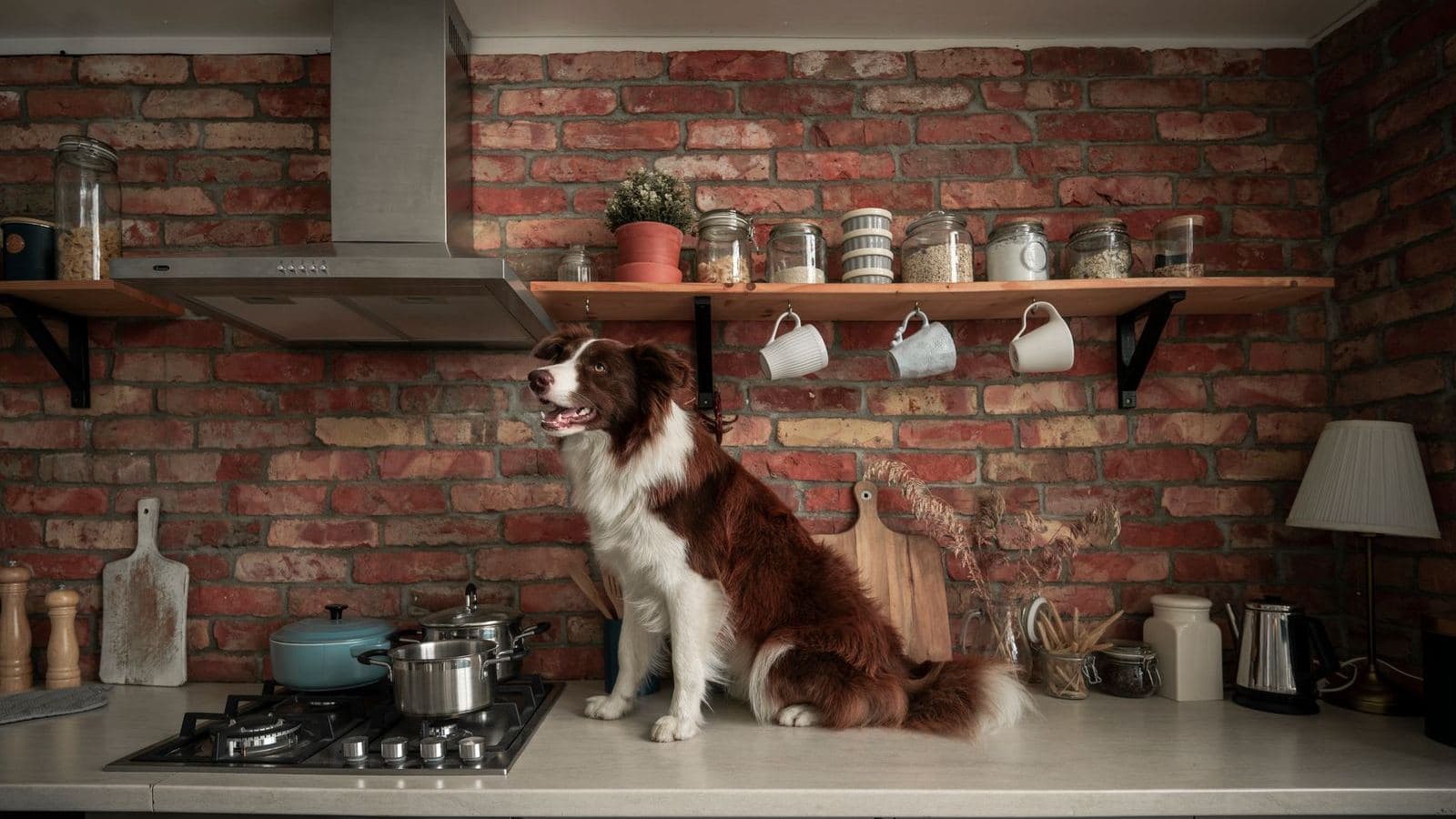 A border collie sitting on a kitchen counter - How to Stop a Dog From Counter Surfing