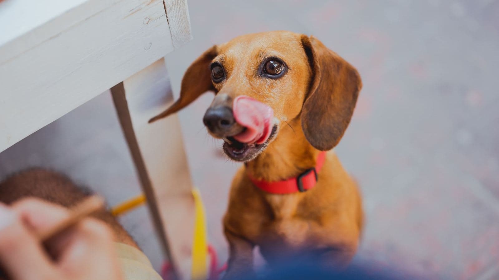 A dachshund licking its lips while looking at food - How to Stop a Dog From Stealing Food or Objects