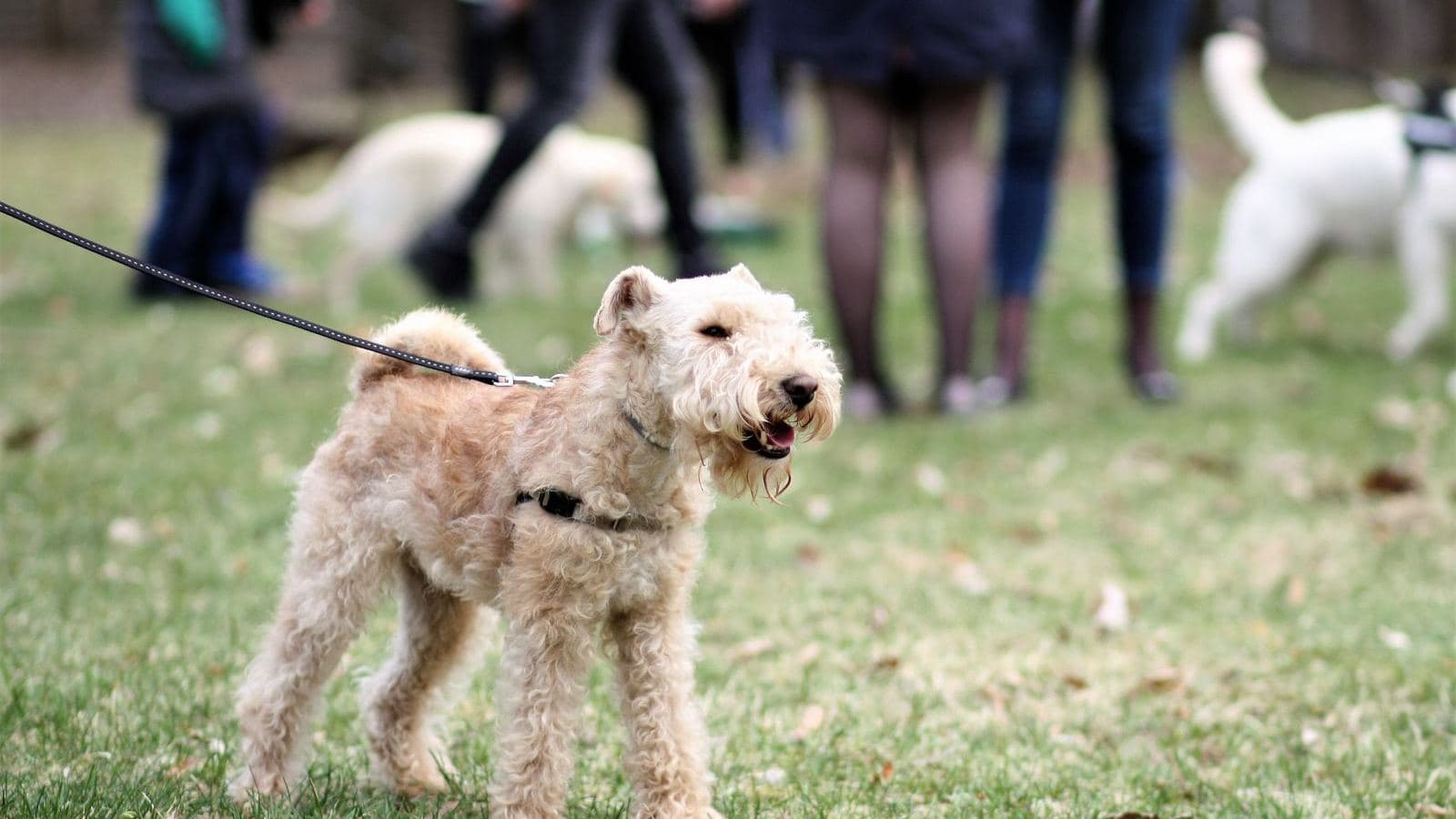 A wire-haired terrier on a leash at an outdoor gathering - How to Tell If a Dog Trainer Is Legitimate