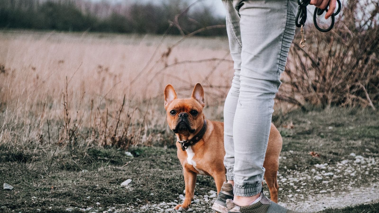 A French bulldog standing on a path next to its owner on a leash - Leash Training Mistakes That Make Pulling Worse