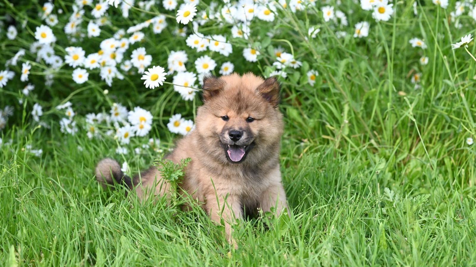 A fluffy puppy sitting in the grass among daisies - Potty Training Mistakes That Slow Progress