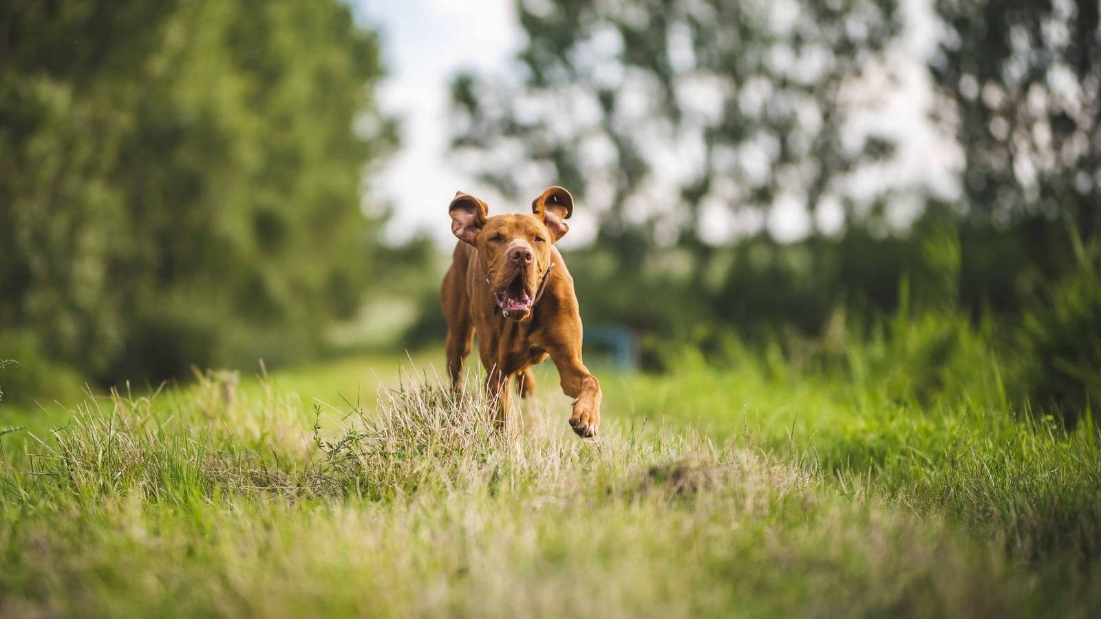 A brown dog running toward the camera across a grassy field - Recall Training Mistakes That Ruin "Come When Called"