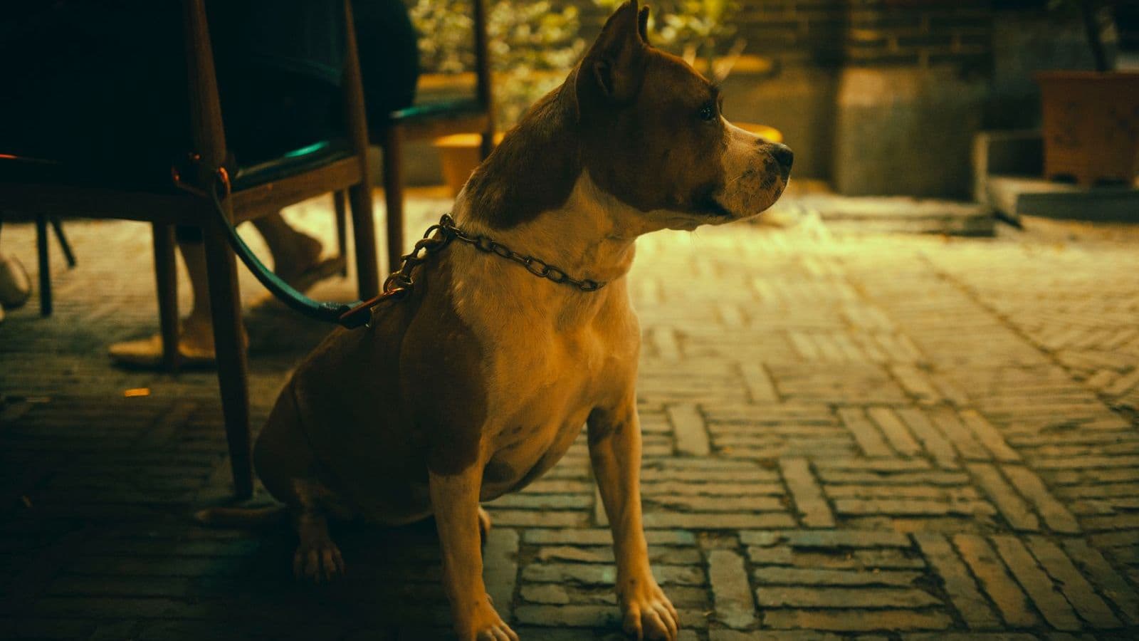A brown dog sitting on a cobbled street at dusk - Signs Your Dog Training Plan Isn't Working