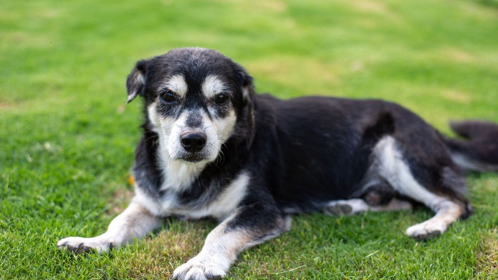 An older black and white dog lying on the grass - Starting Training Late With a Senior Dog