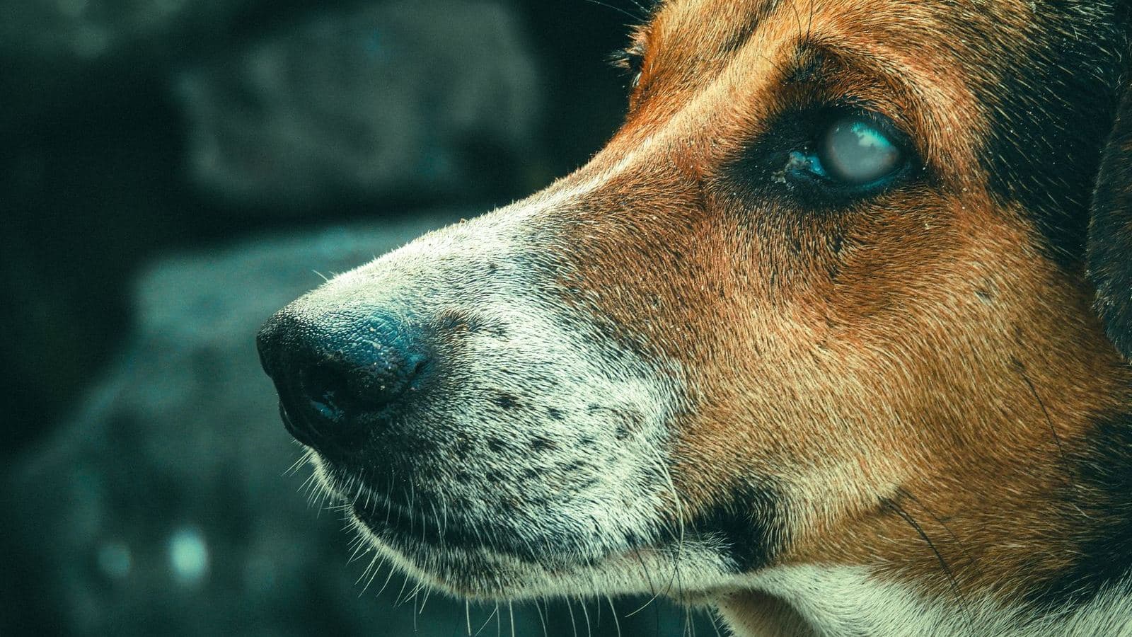 Close-up of a dog with cloudy eyes looking to the side - Training a Blind or Vision-Impaired Dog
