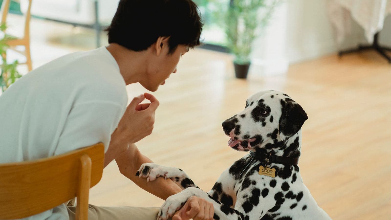 A Dalmatian giving its paw to a man during a calm training session - Training a Deaf Dog