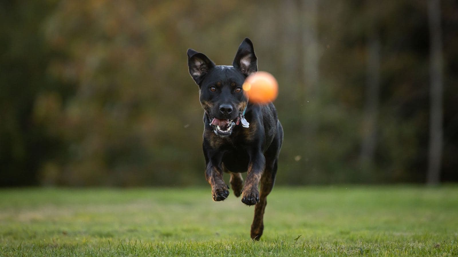 A black dog leaping to catch an orange ball in a field - Training a High Prey Drive Dog