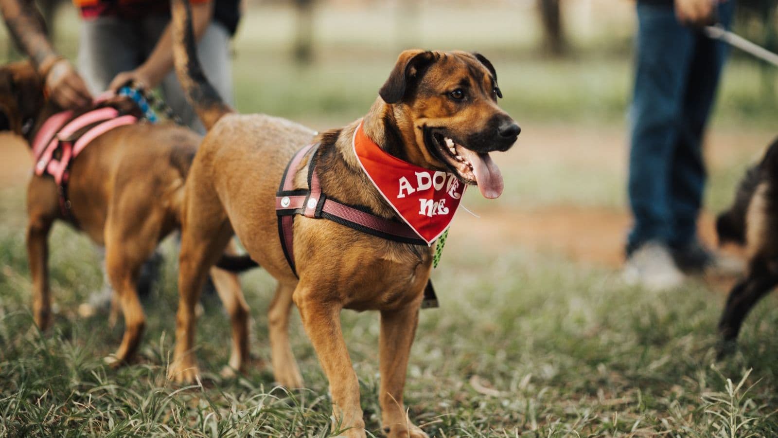 A dog wearing an adopt me bandana in a park - Training a Rescue Dog: What's Different From a Puppy