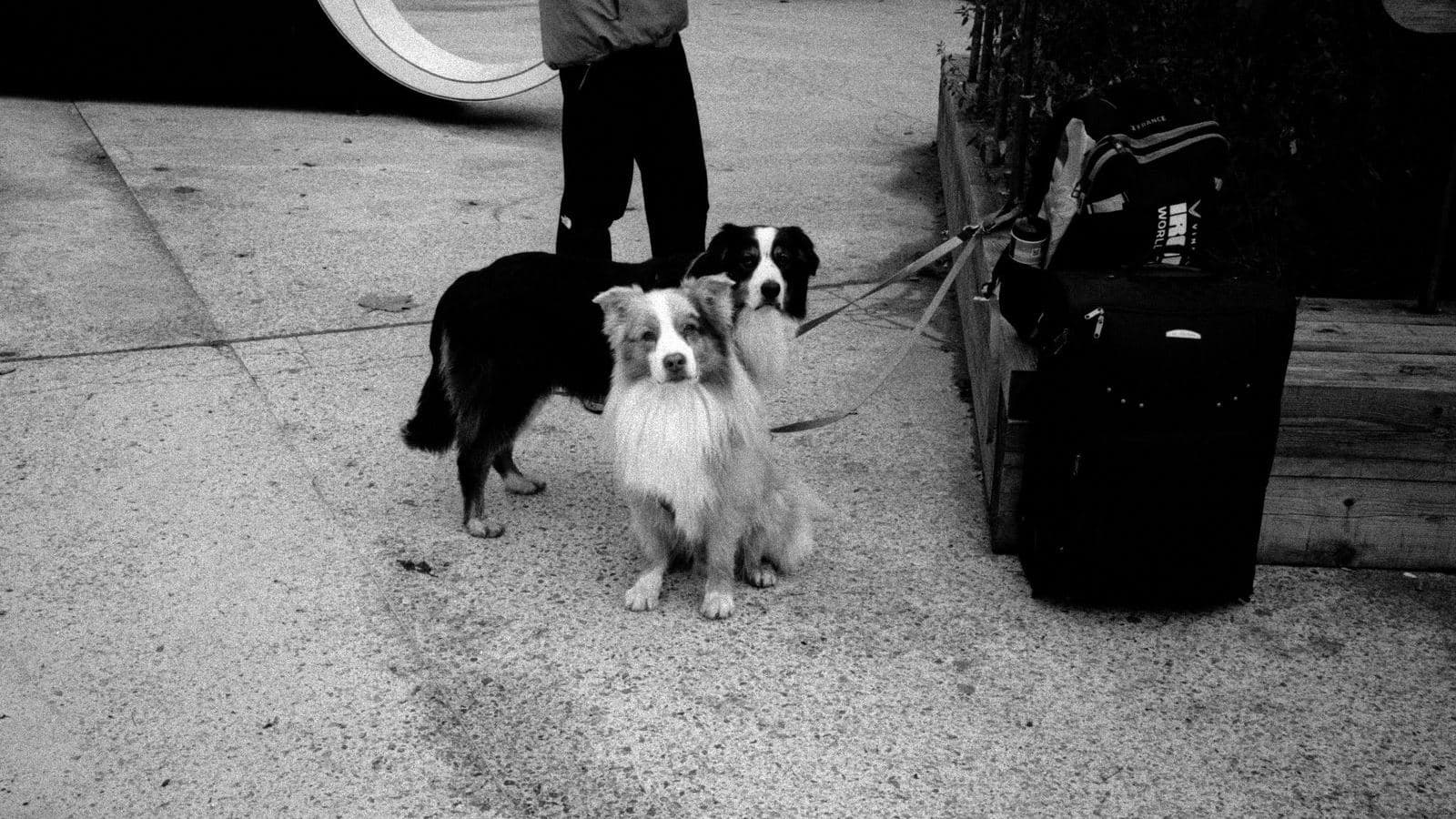 Two small dogs on leash standing near a suitcase on the pavement - Transitioning a Dog Between Two Households