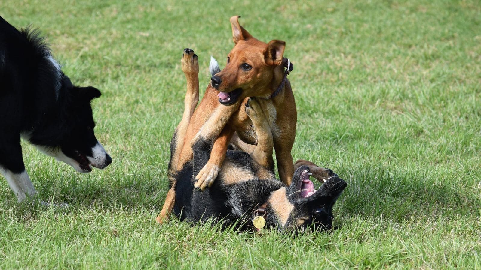 Three dogs playing together on a lawn - Understanding Your Dog's Play Style