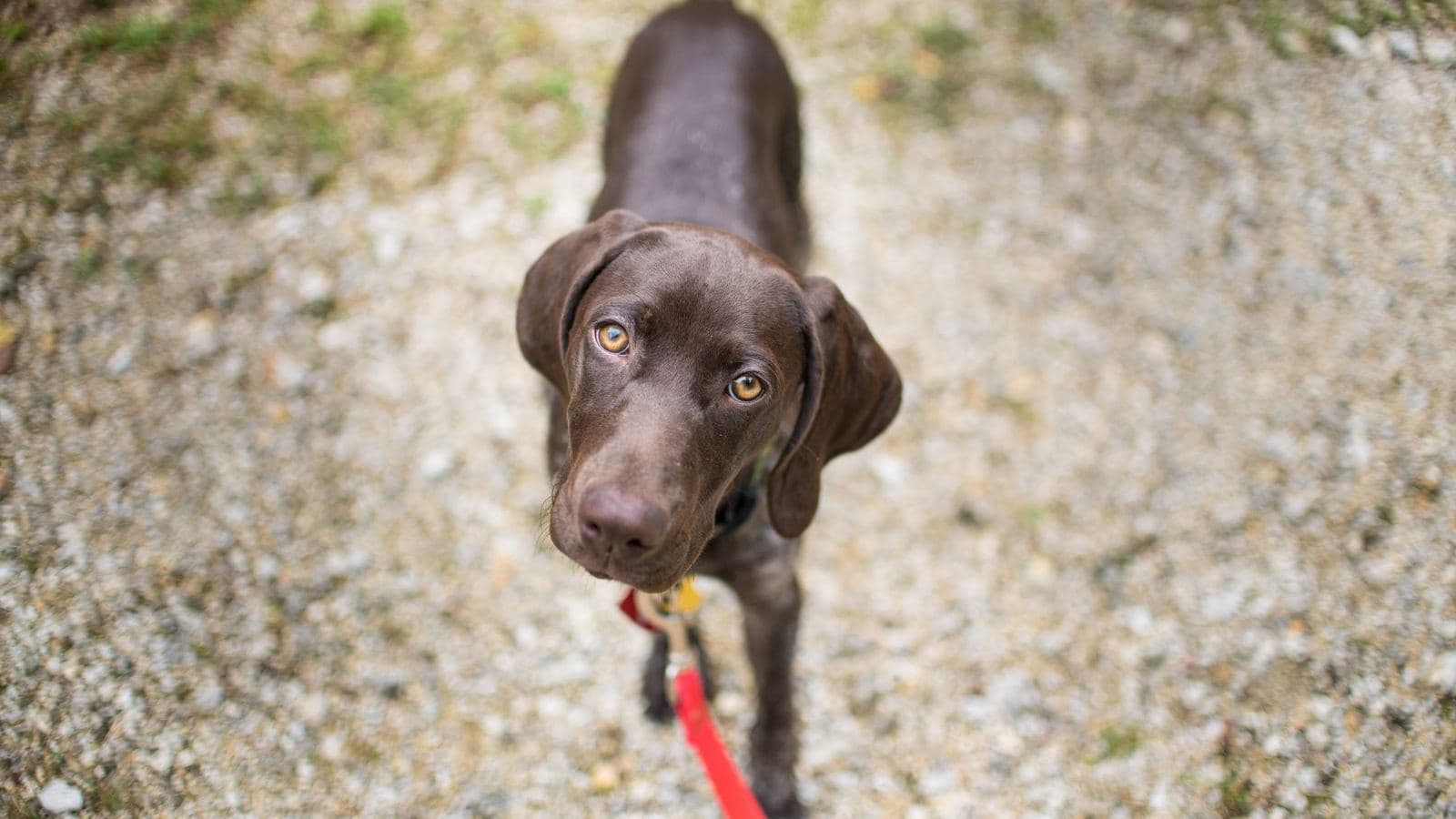 A young brown dog walking toward the camera on a red leash - What Week 1 of Leash Training Actually Looks Like
