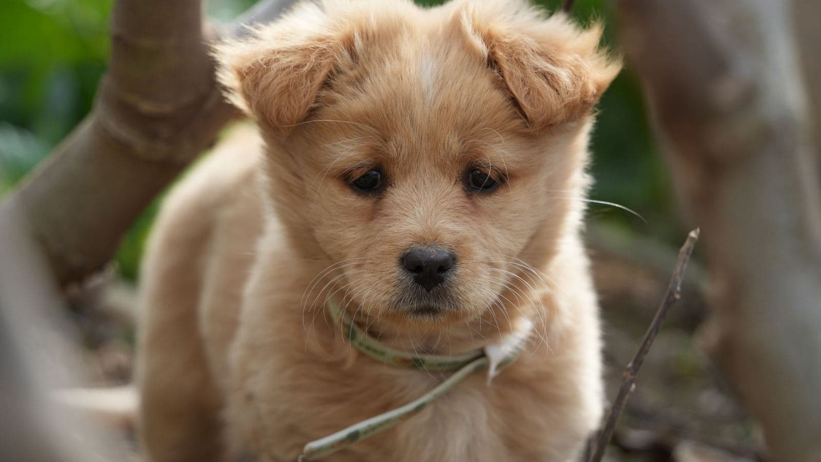 A fluffy puppy looking up at the camera outdoors - What Week 1 of Potty Training Actually Looks Like