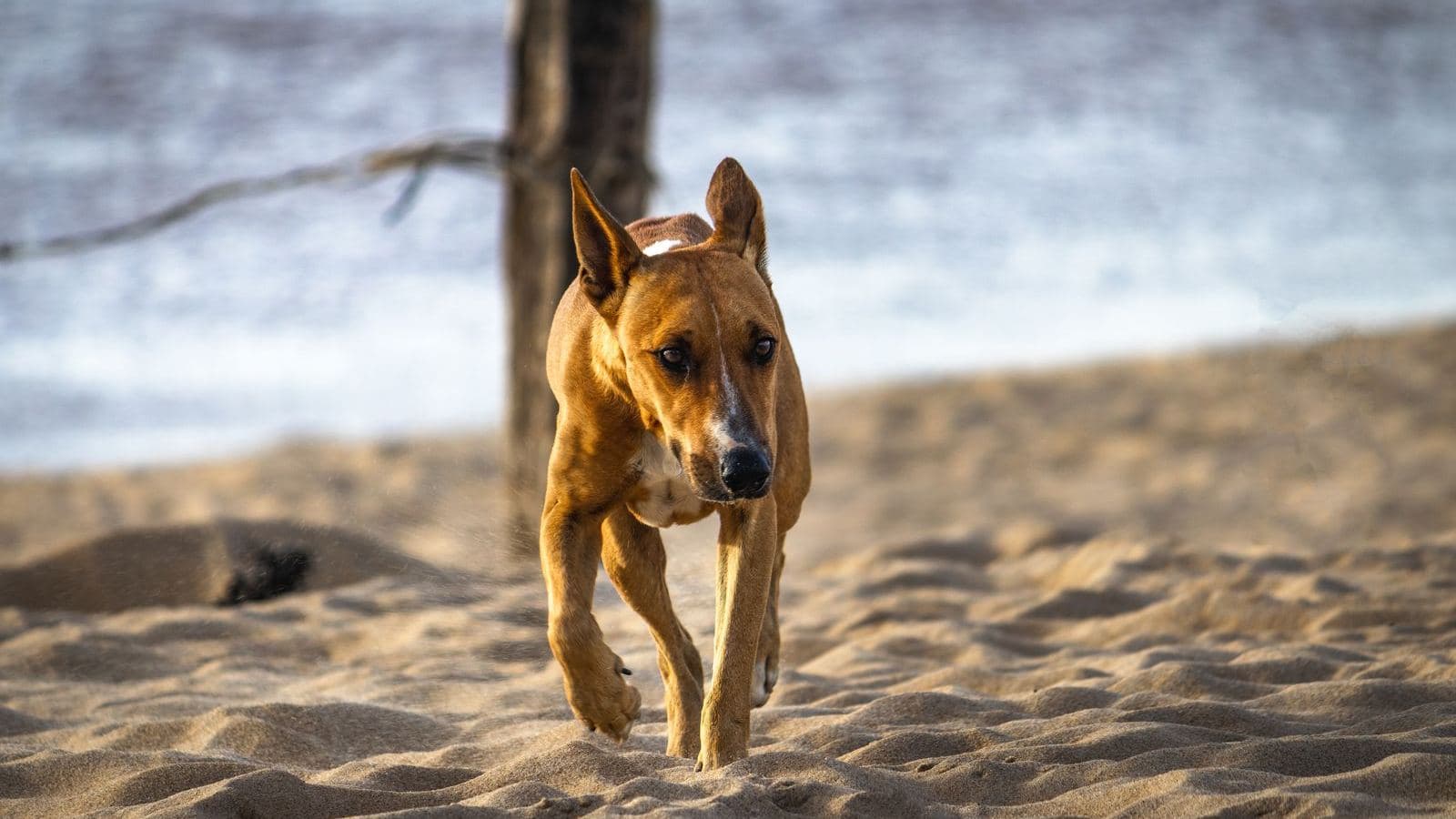 A brown dog trotting toward the camera on a sandy beach - What Week 1 of Recall Training Actually Looks Like